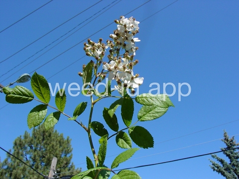 rose, multiflora